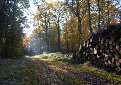 automne feuilles tombantes dans chemin forestier près d'une coupe de bois